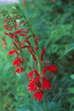 Cardinal flower