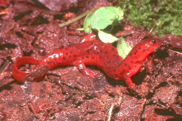Pseudotriton montanus diastictus