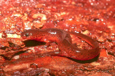 Pseudotriton montanus flavissimus