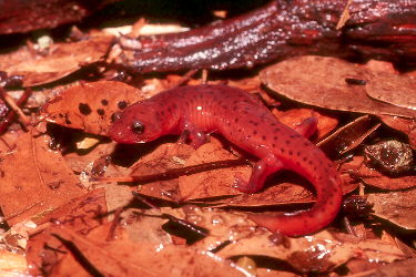 Pseudotriton montanus montanus