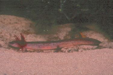 Pseudotriton montanus montanus