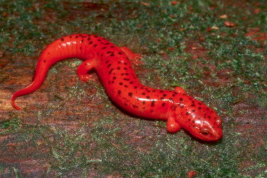 Pseudotriton ruber nitidus