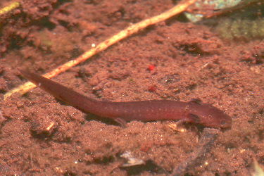 Pseudotriton ruber nitidus