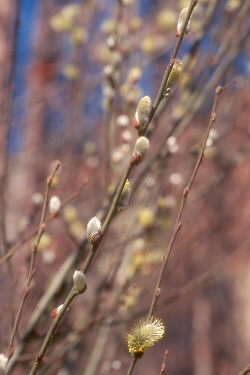 pussywillows