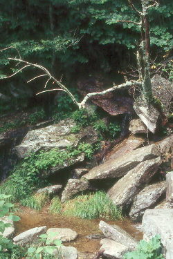 rivulet
