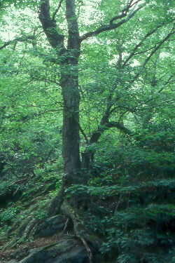 Summer rocky woodland