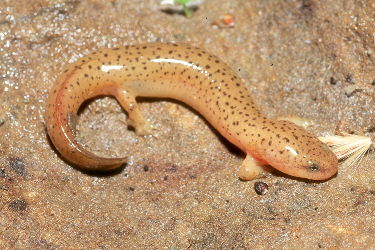 Pseudotriton ruber ruber