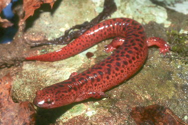Pseudotriton ruber ruber