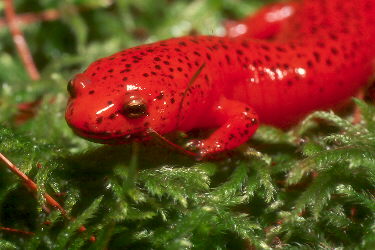 Pseudotriton ruber schencki