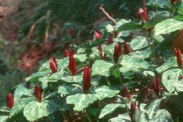 trilliums