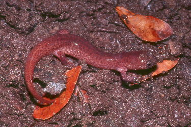 Pseudotriton ruber vioscai