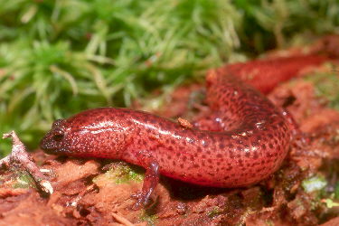 Pseudotriton ruber vioscai