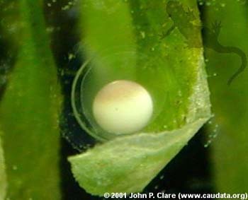 T. verrucosus egg