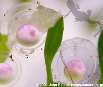 T. verrucosus embryos