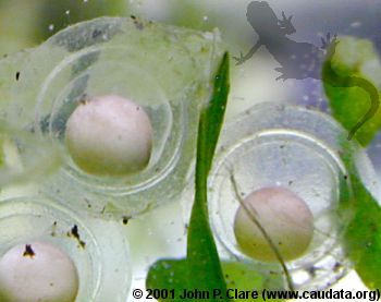 T. verrucosus embryos