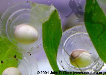 T. verrucosus embryos
