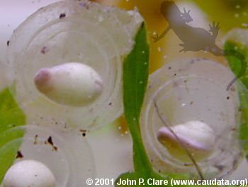 T. verrucosus embryos