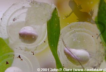 T. verrucosus embryos