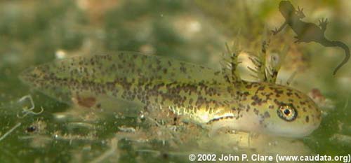 T. verrucosus larva