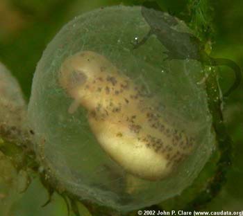 T. verrucosus embryo