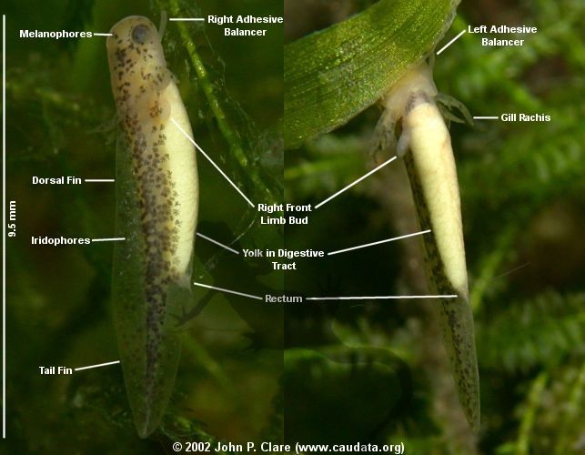 T. verrucosus hatchling