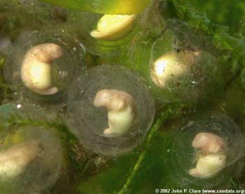 T. verrucosus embryos