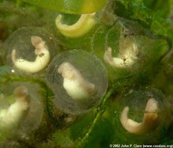 T. verrucosus embryos