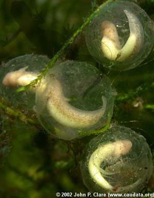 T. verrucosus embryos