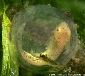 T. verrucosus embryo