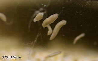 planaria1JOHNSON.jpg