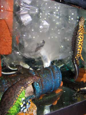 plastic strips for egg laying