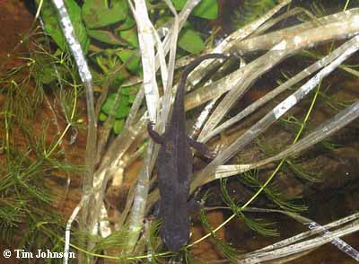 plastic strips for egg laying