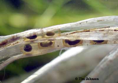 plastic strips for egg laying