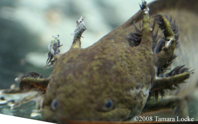 axolotl gill fungus