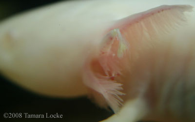 axolotl gill fungus