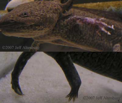 axolotl with torn limb