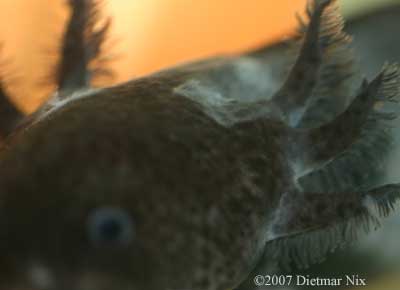 axolotl with white patches of skin