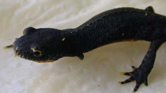 limb regeneration in M. alpestris