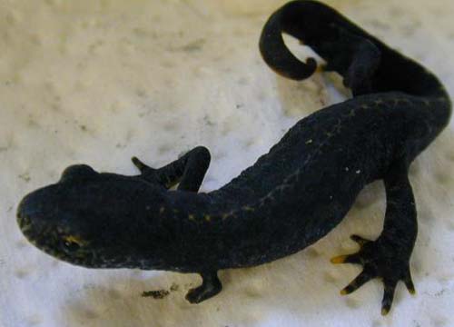 limb regeneration in M. alpestris
