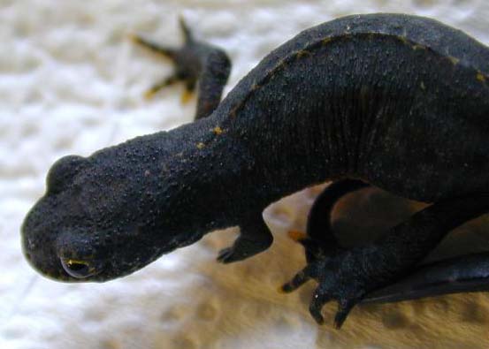 limb regeneration in M. alpestris