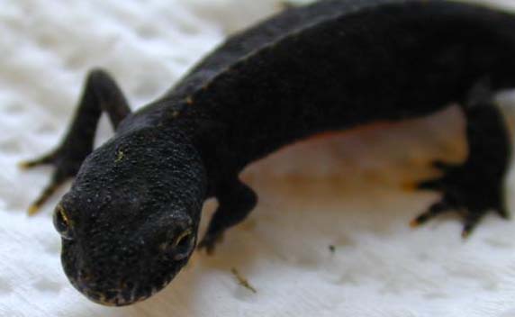 limb regeneration in M. alpestris