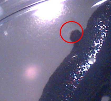 C. orientalis limb regeneration