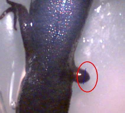 C. orientalis limb regeneration