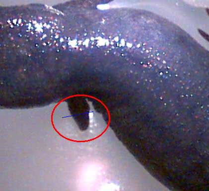 C. orientalis limb regeneration