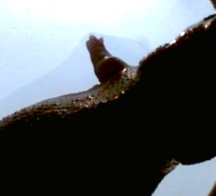C. orientalis limb regeneration