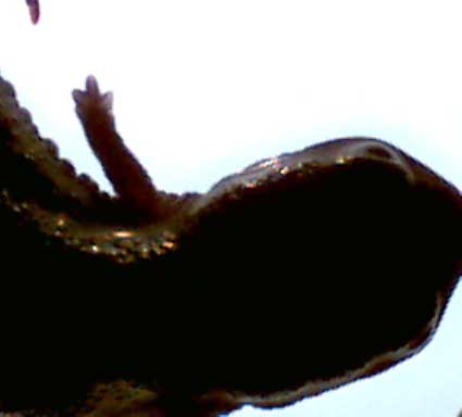 C. orientalis limb regeneration
