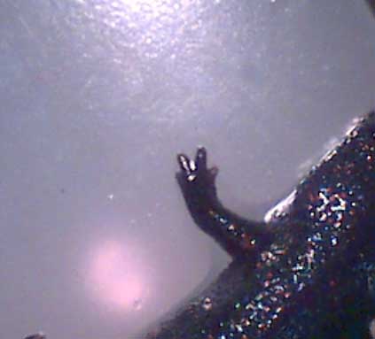 C. orientalis limb regeneration