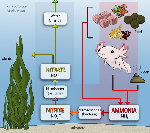 Schematic Diagram Of Aquaponics, Schematic, Free Engine ...