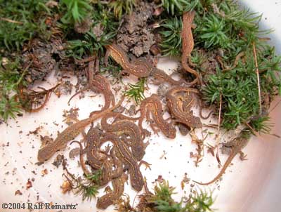 group of efts