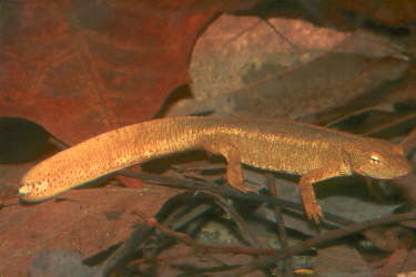 newt in tank